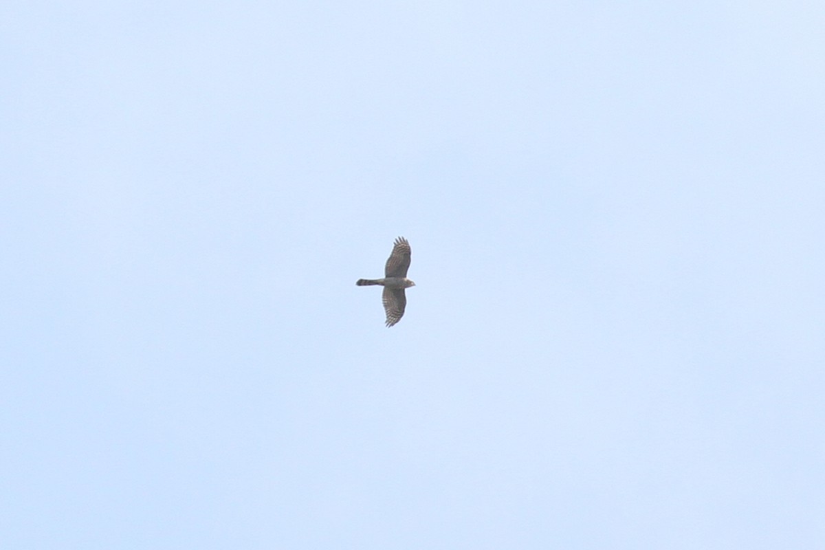 Eurasian Sparrowhawk - ML608472566