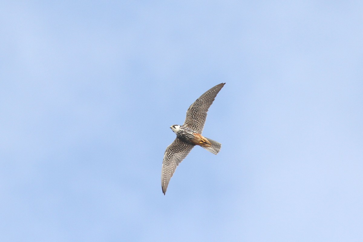 Eurasian Hobby - ML608472578