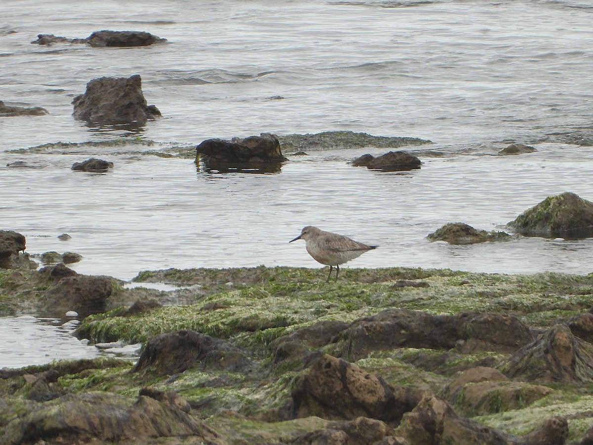 Red Knot - ML608472655