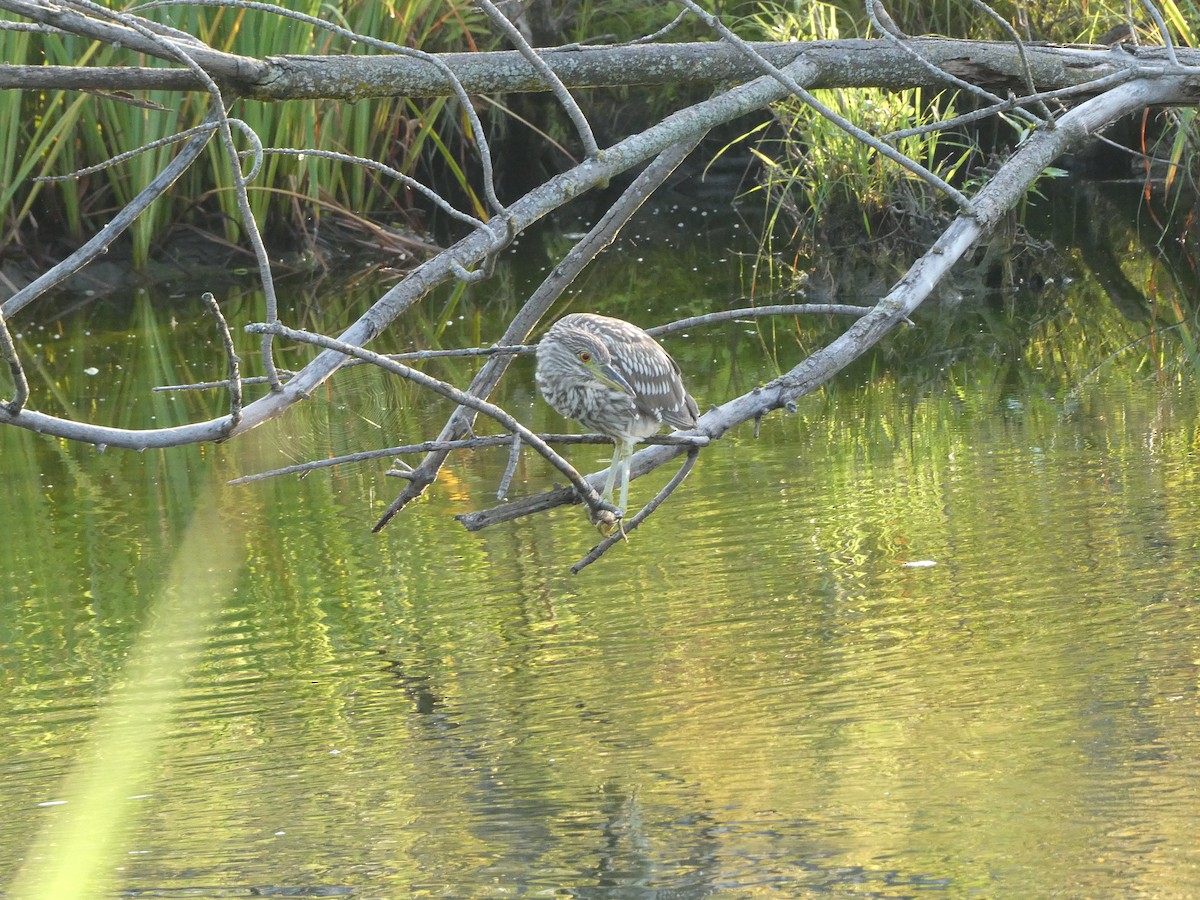 Black-crowned Night Heron - ML608472690