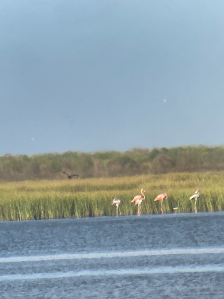 American Flamingo - ML608472696