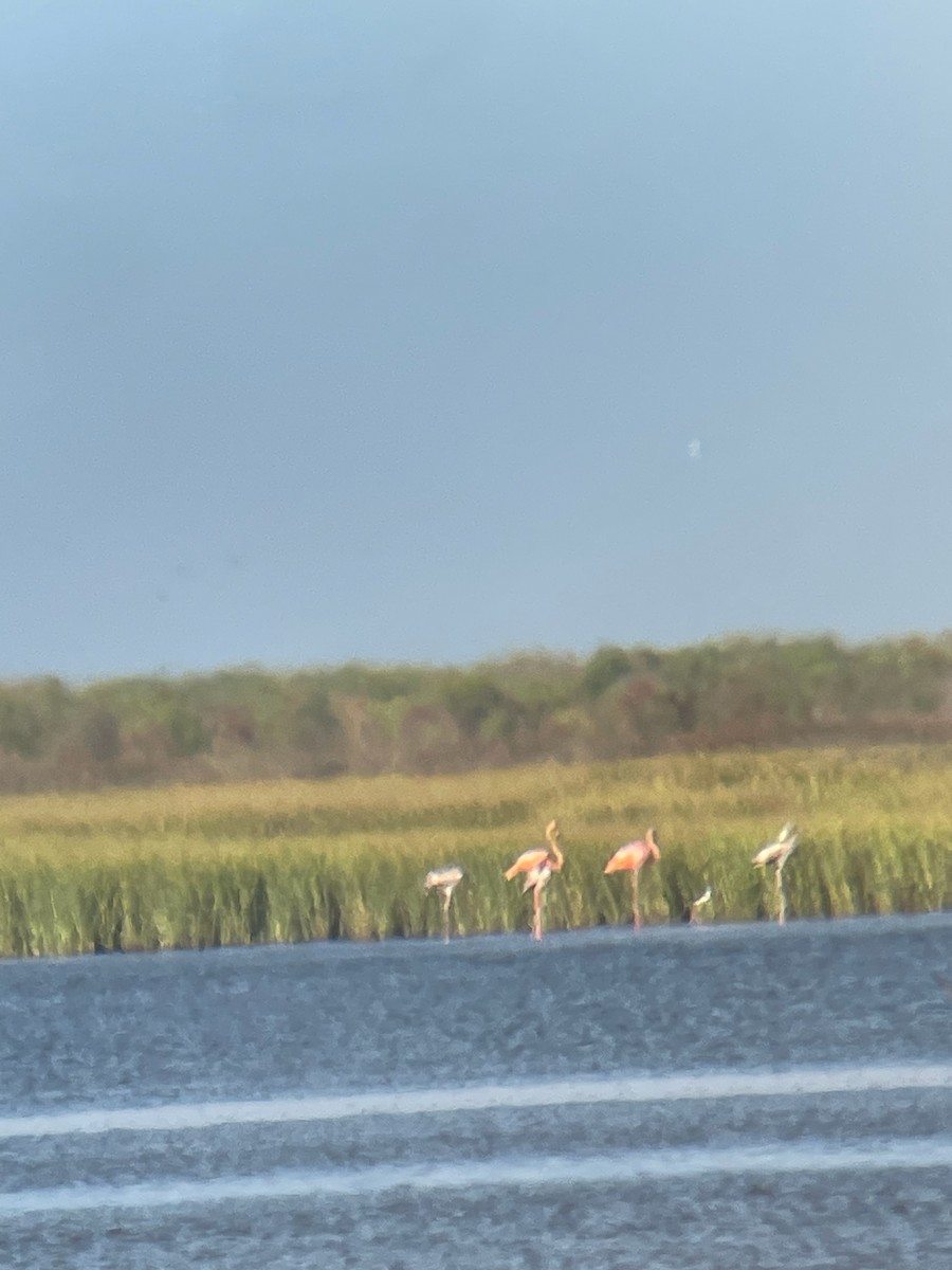 American Flamingo - ML608472699