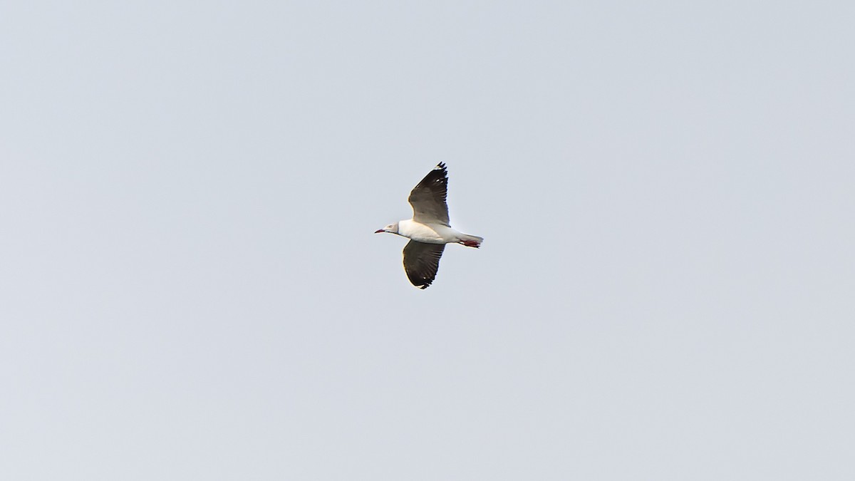 Gray-hooded Gull - ML608472700