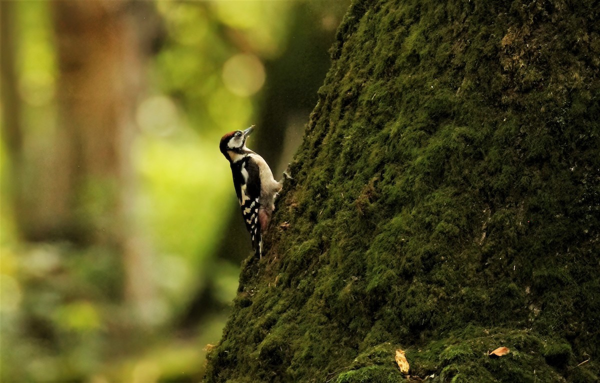 Great Spotted Woodpecker (Great Spotted) - ML608472719