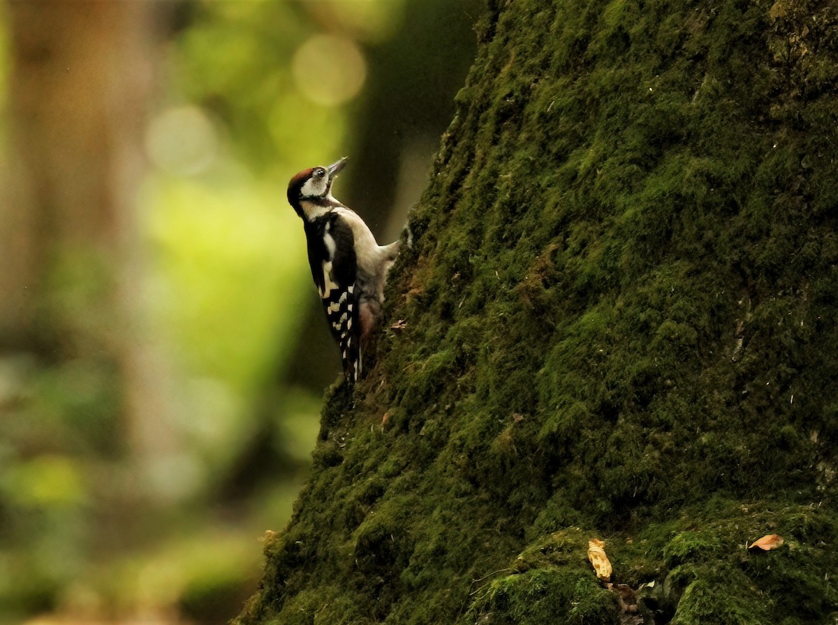 Great Spotted Woodpecker (Great Spotted) - ML608472720