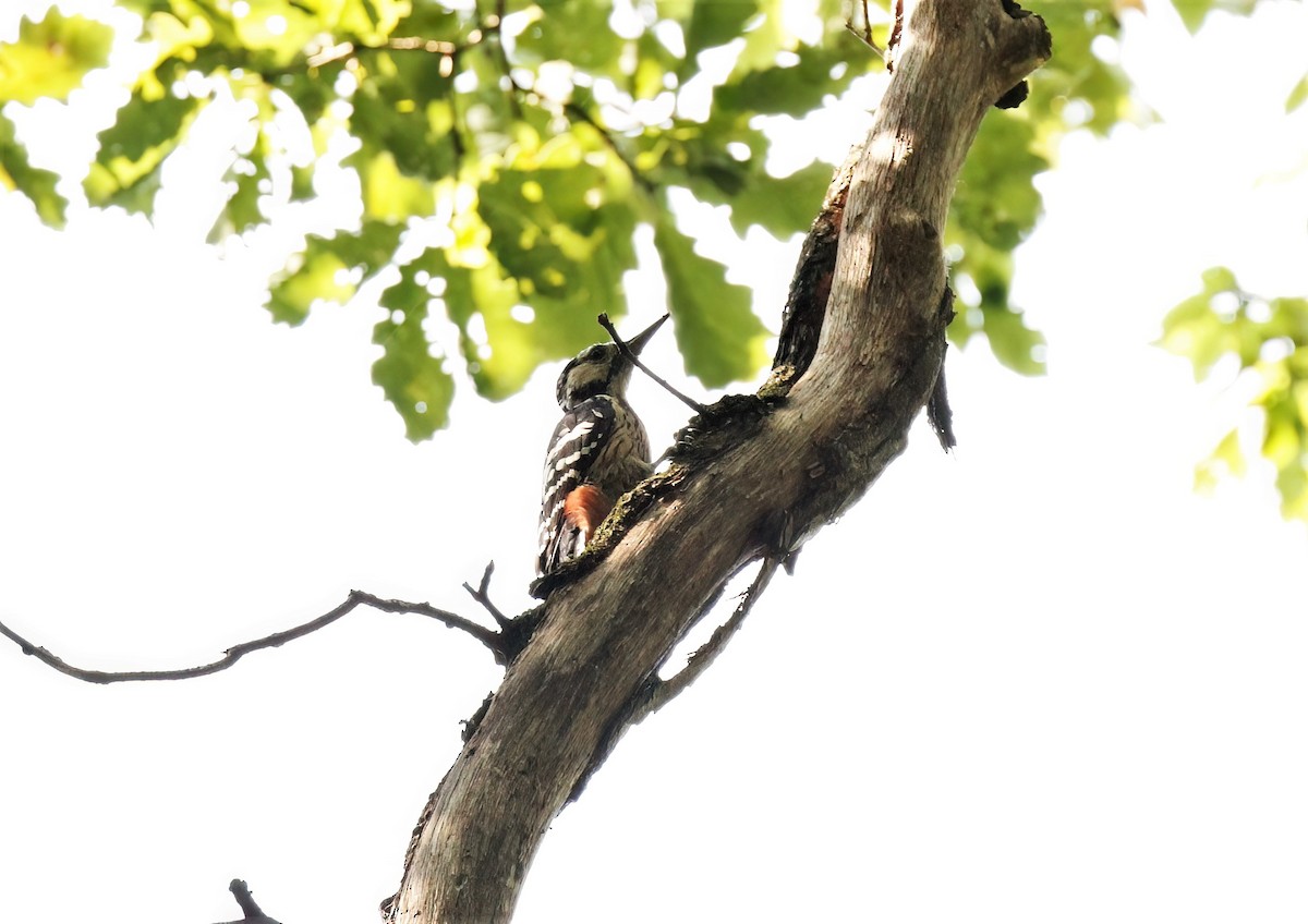 White-backed Woodpecker - ML608472727