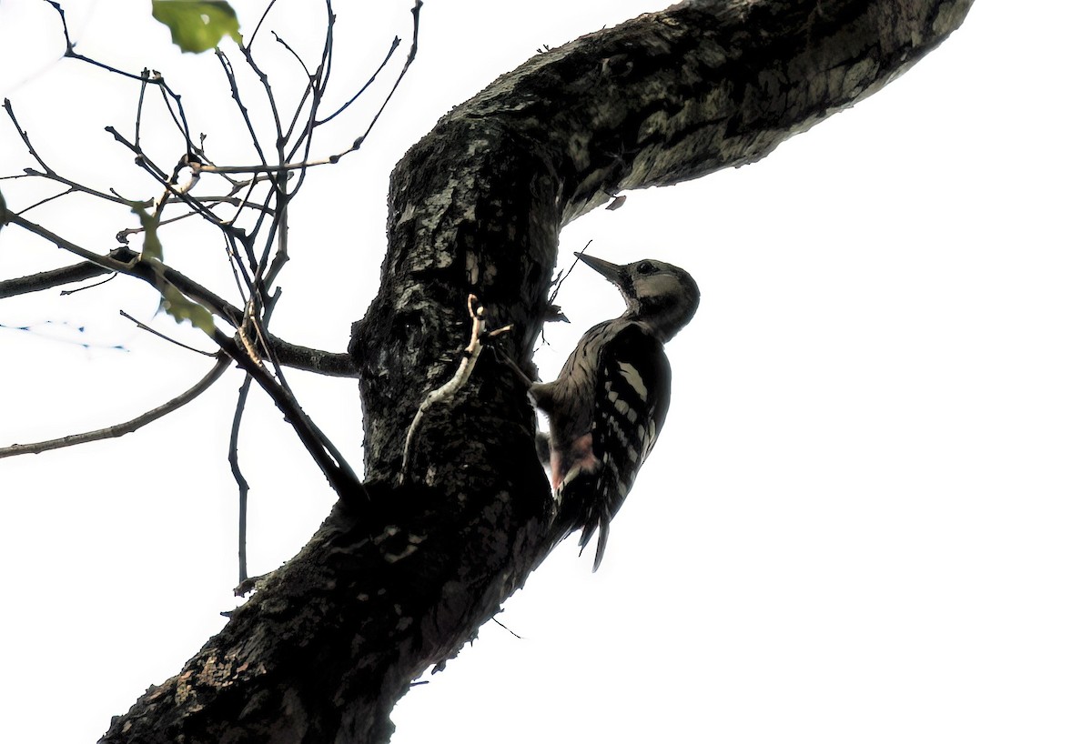 White-backed Woodpecker - James Sherwonit