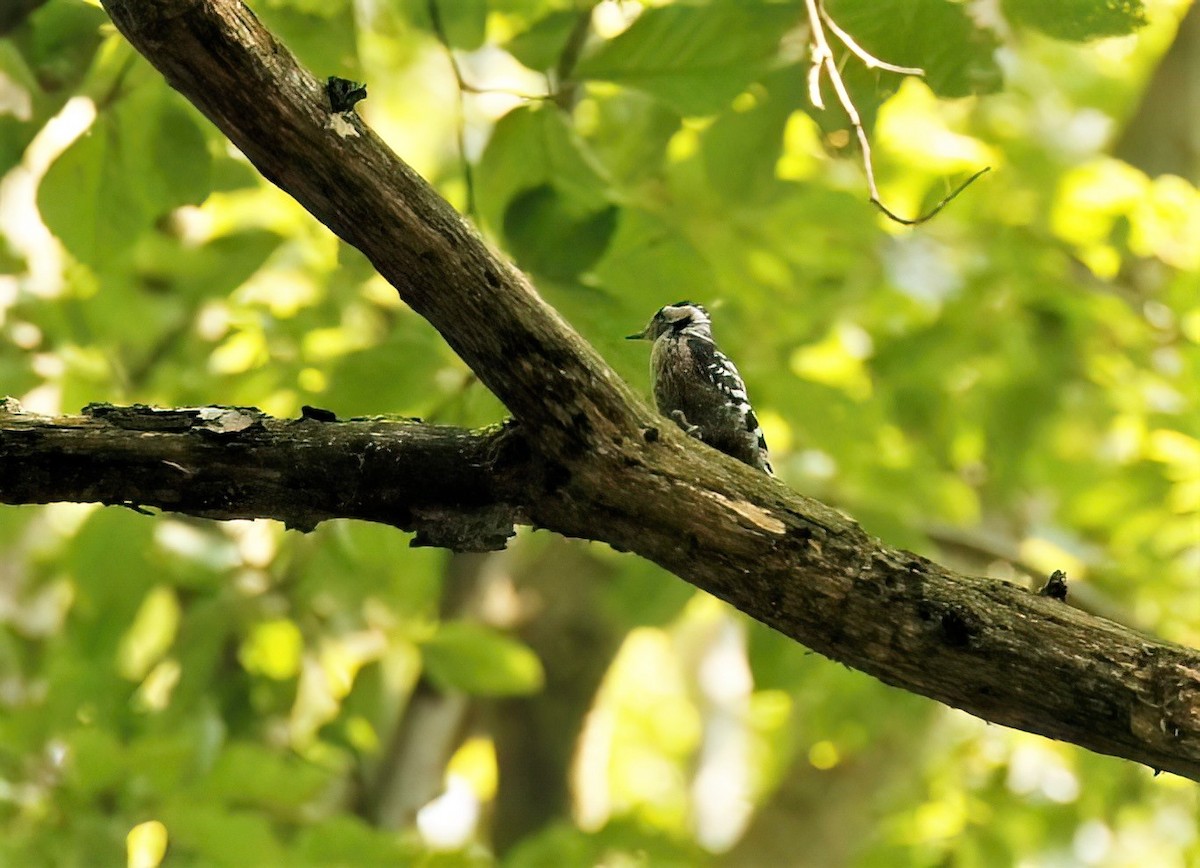 Lesser Spotted Woodpecker - ML608472738
