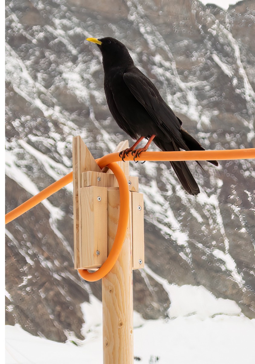 Yellow-billed Chough - ML608472744