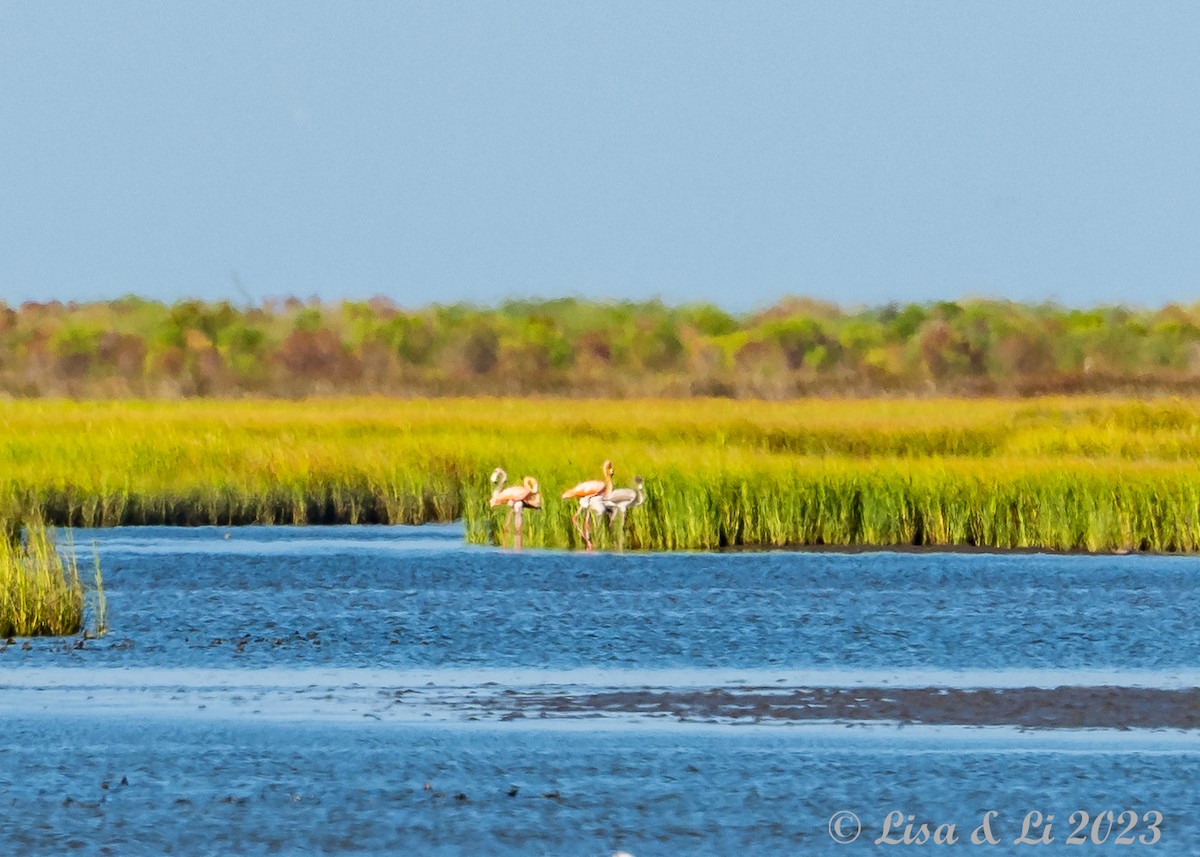 American Flamingo - ML608472798