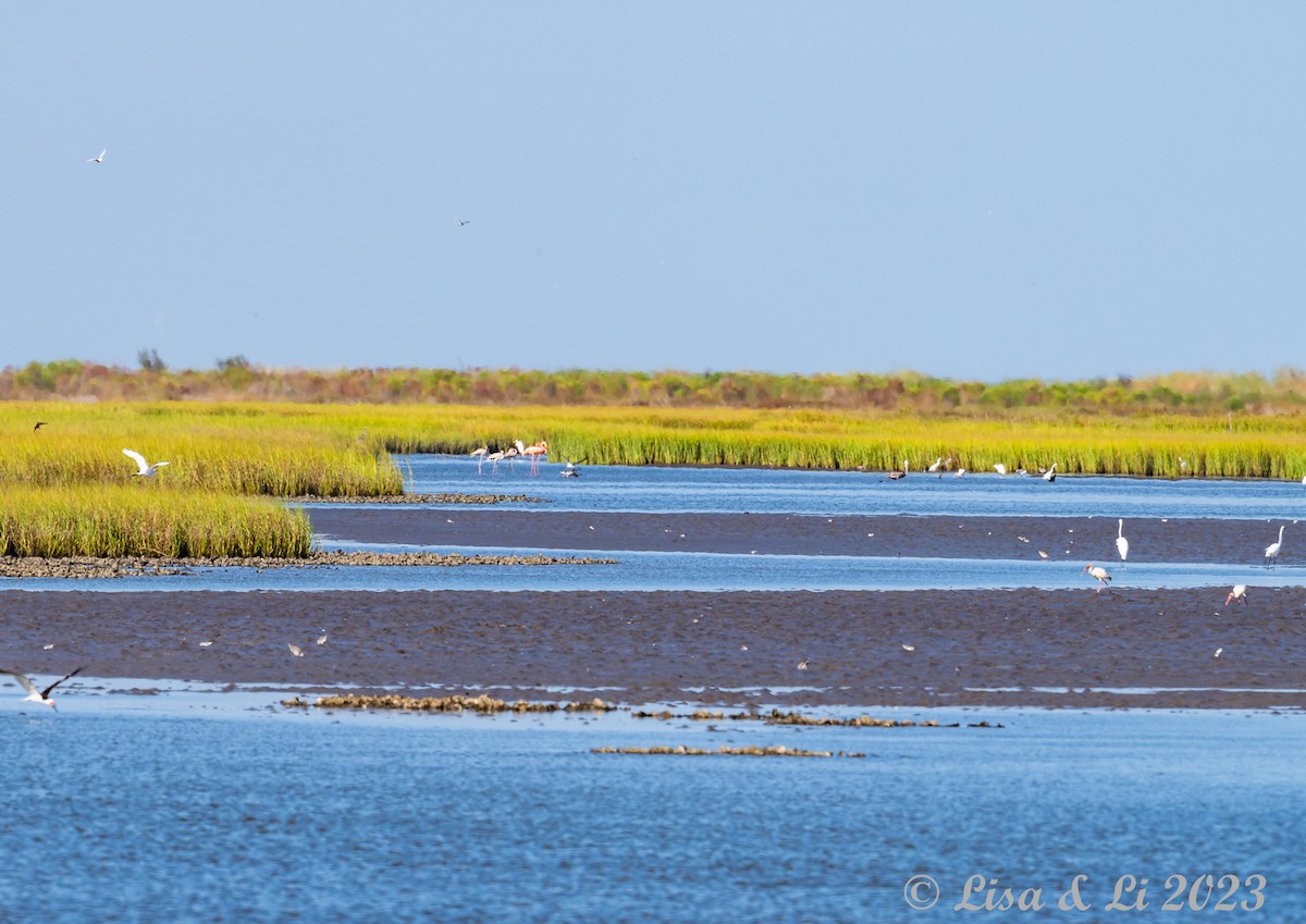 American Flamingo - ML608472799