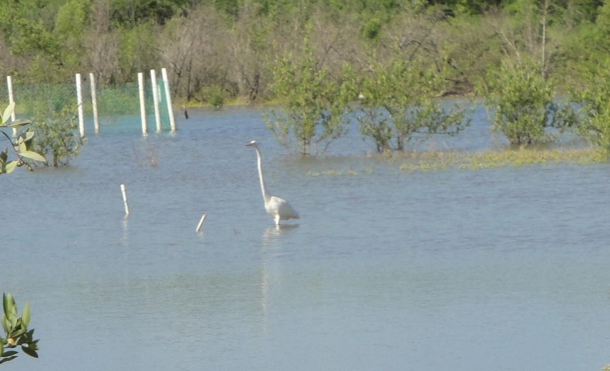 Great Egret - ML608472863