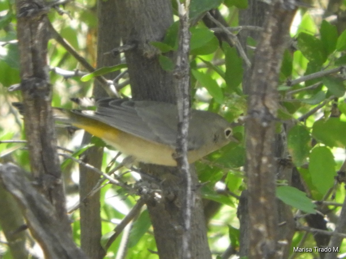 Nashville Warbler (ruficapilla) - Marisa Tirado