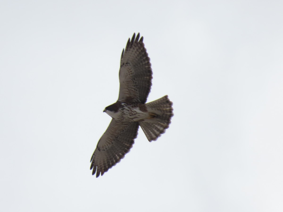 White-throated Hawk - ML608473123