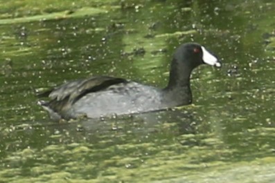 American Coot - ML608473131