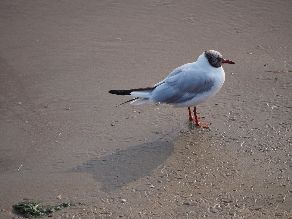 Mouette rieuse - ML608473144