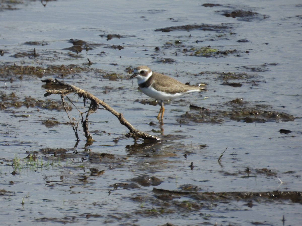 Semipalmated Plover - ML608473155