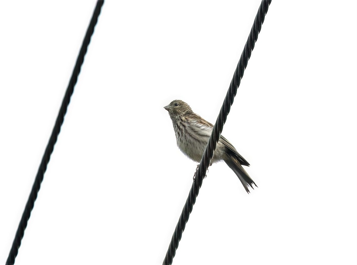 European Serin - ML608473190