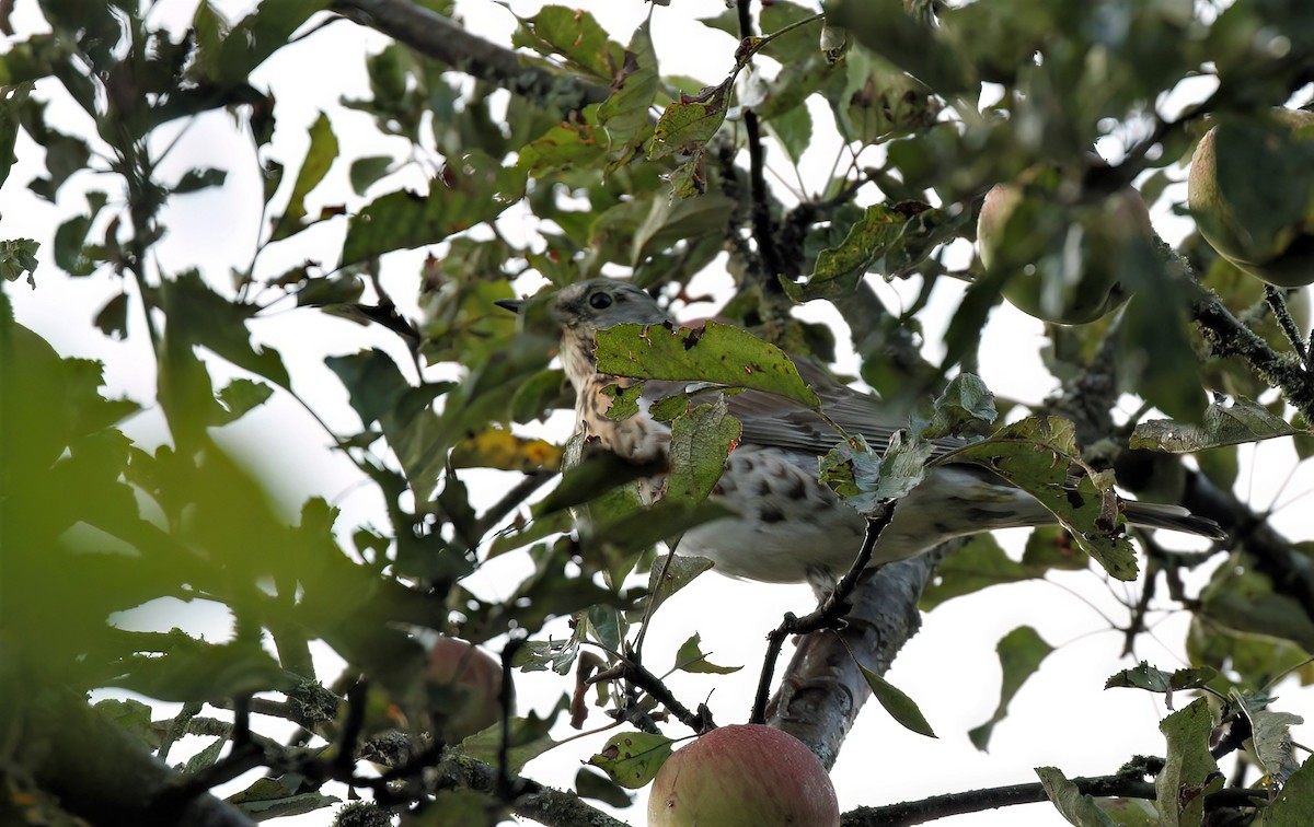 Fieldfare - ML608473194