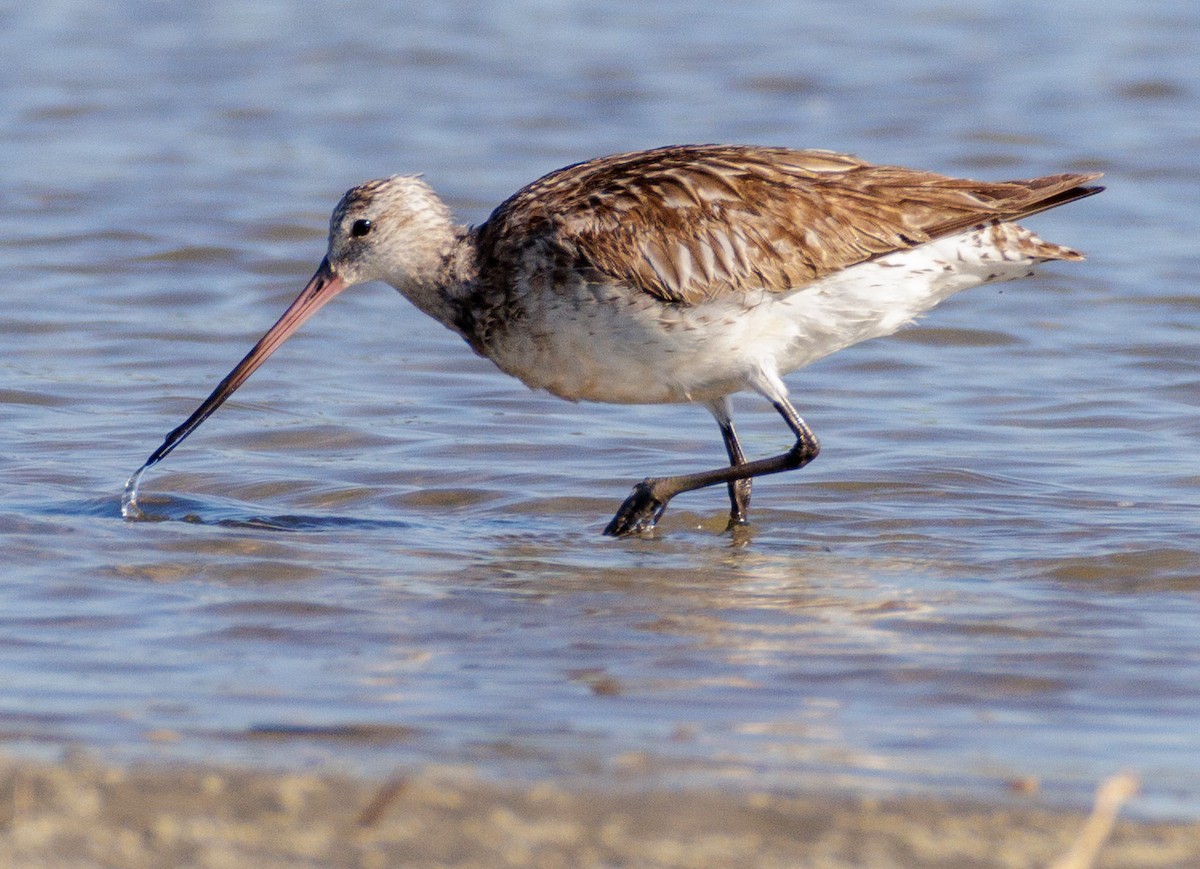 Bar-tailed Godwit - ML608473202