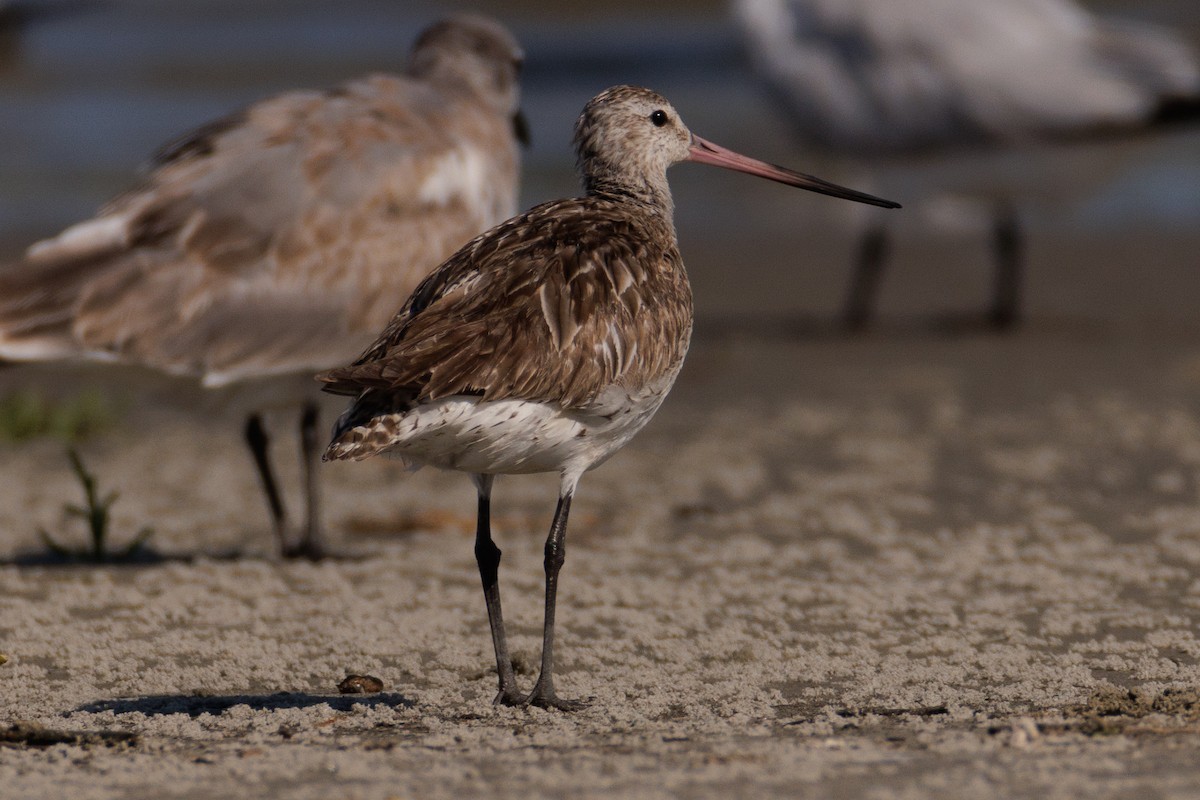 Bar-tailed Godwit - ML608473204