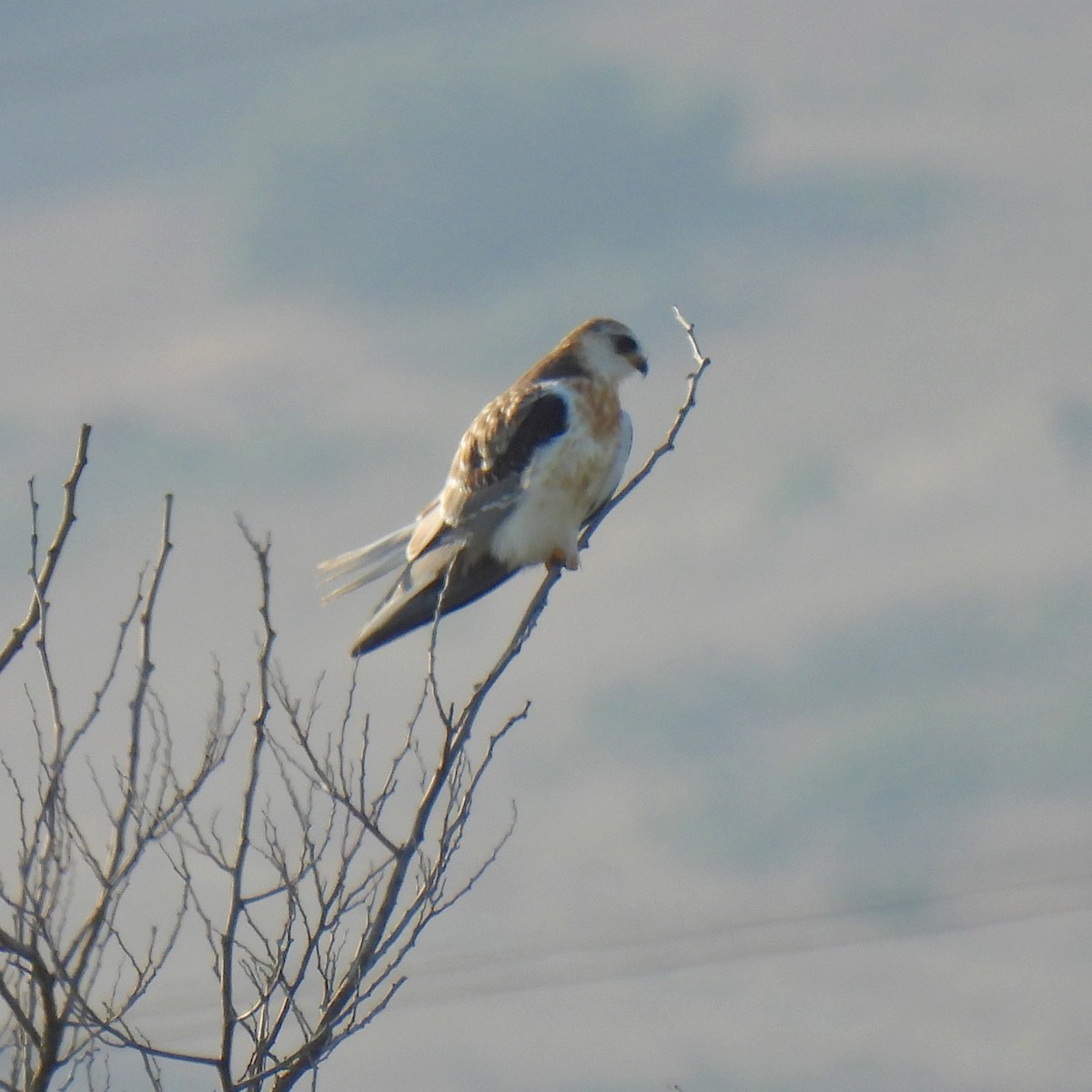 White-tailed Kite - ML608473216
