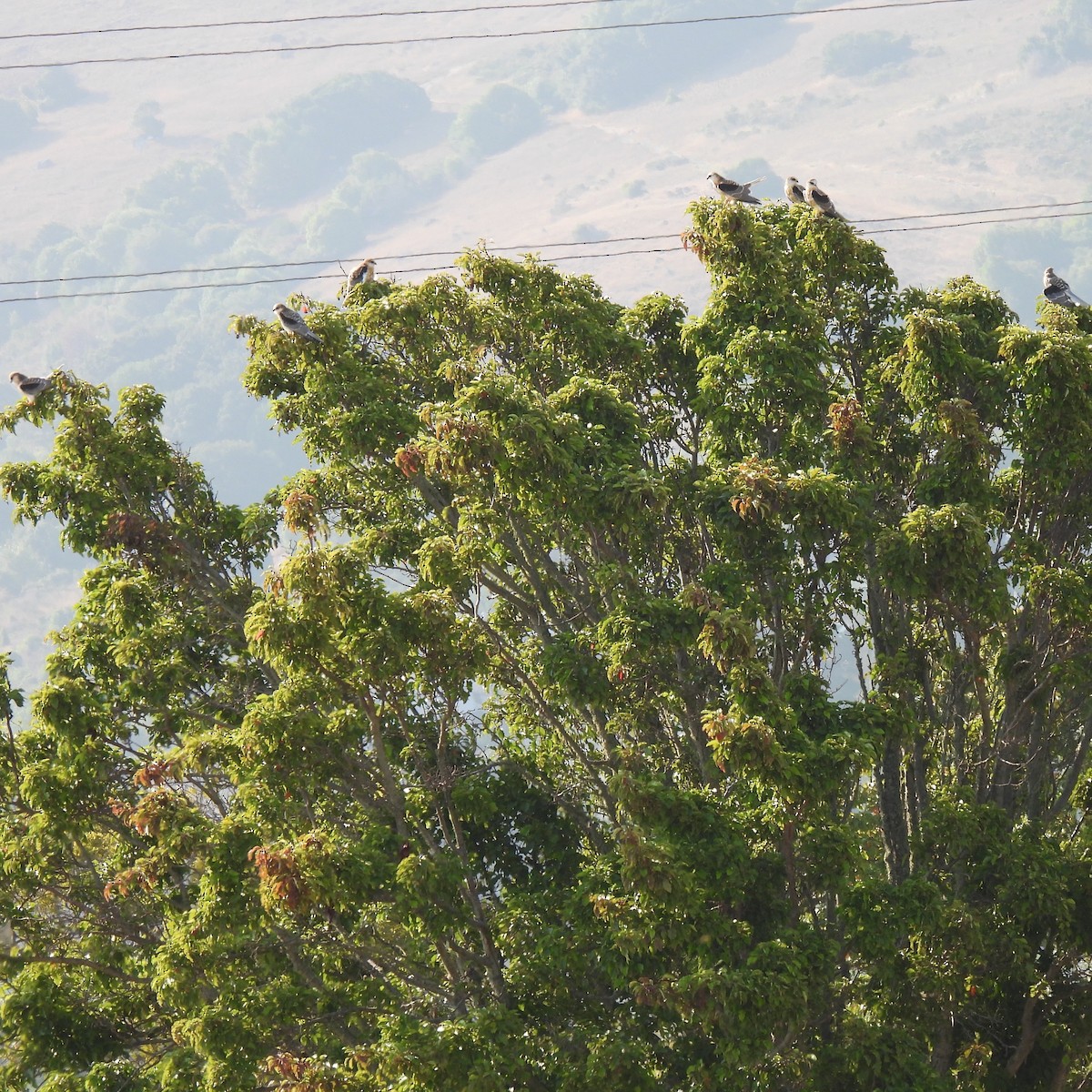 White-tailed Kite - ML608473217