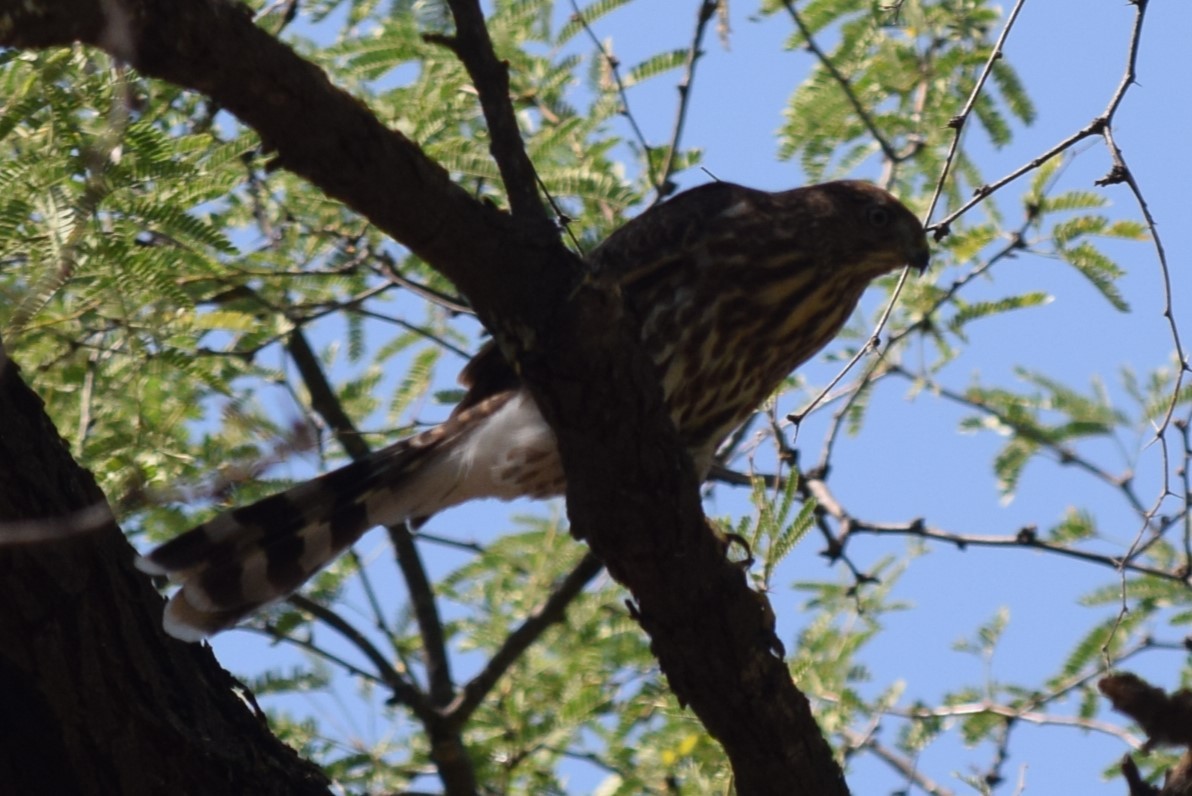 Cooper's Hawk - William Harmon