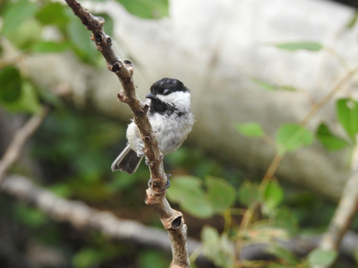 Black-capped Chickadee - Fred MacKenzie