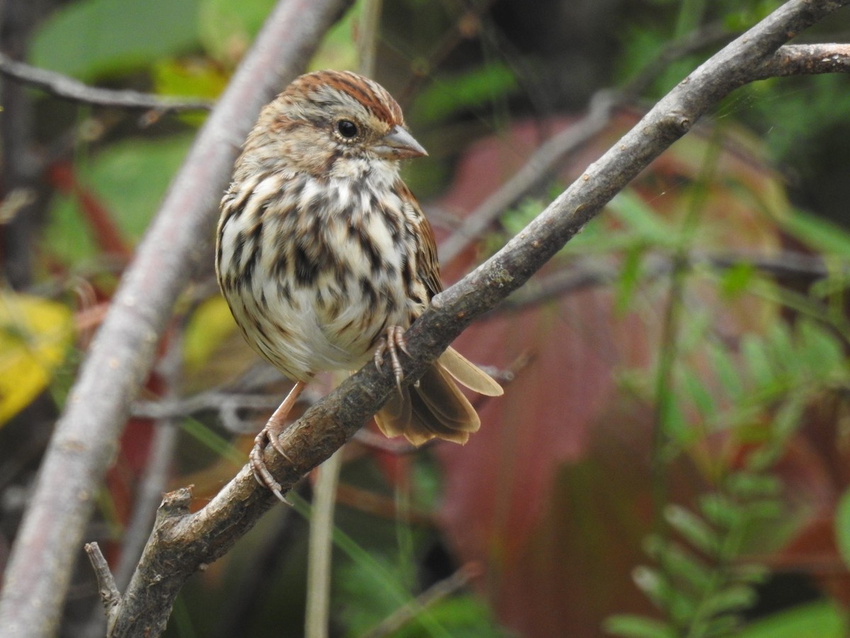 Song Sparrow - Fred MacKenzie