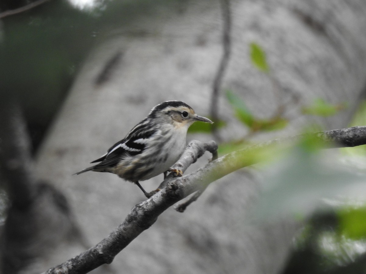 Black-and-white Warbler - Fred MacKenzie