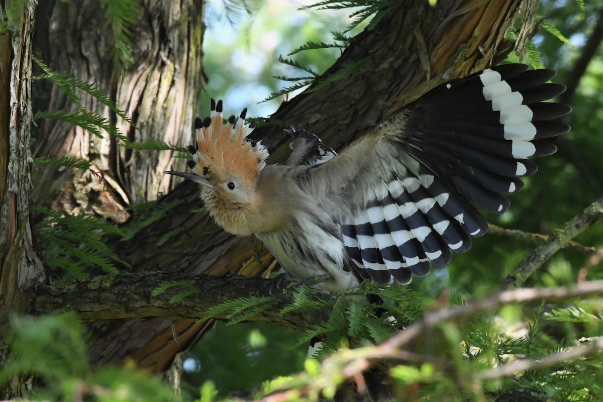 Eurasian Hoopoe - Remco Bredewold