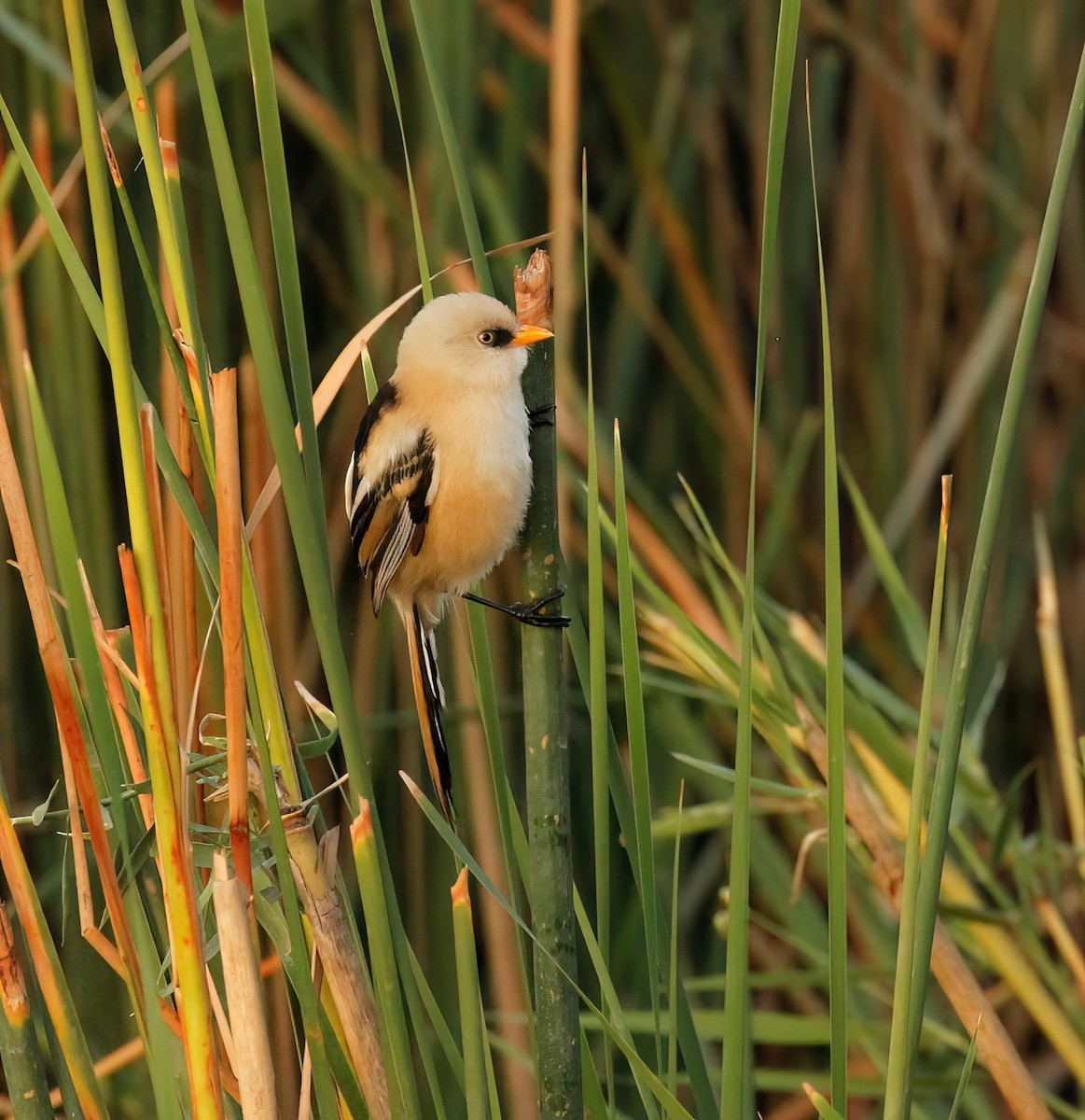 Bearded Reedling - ML608473427