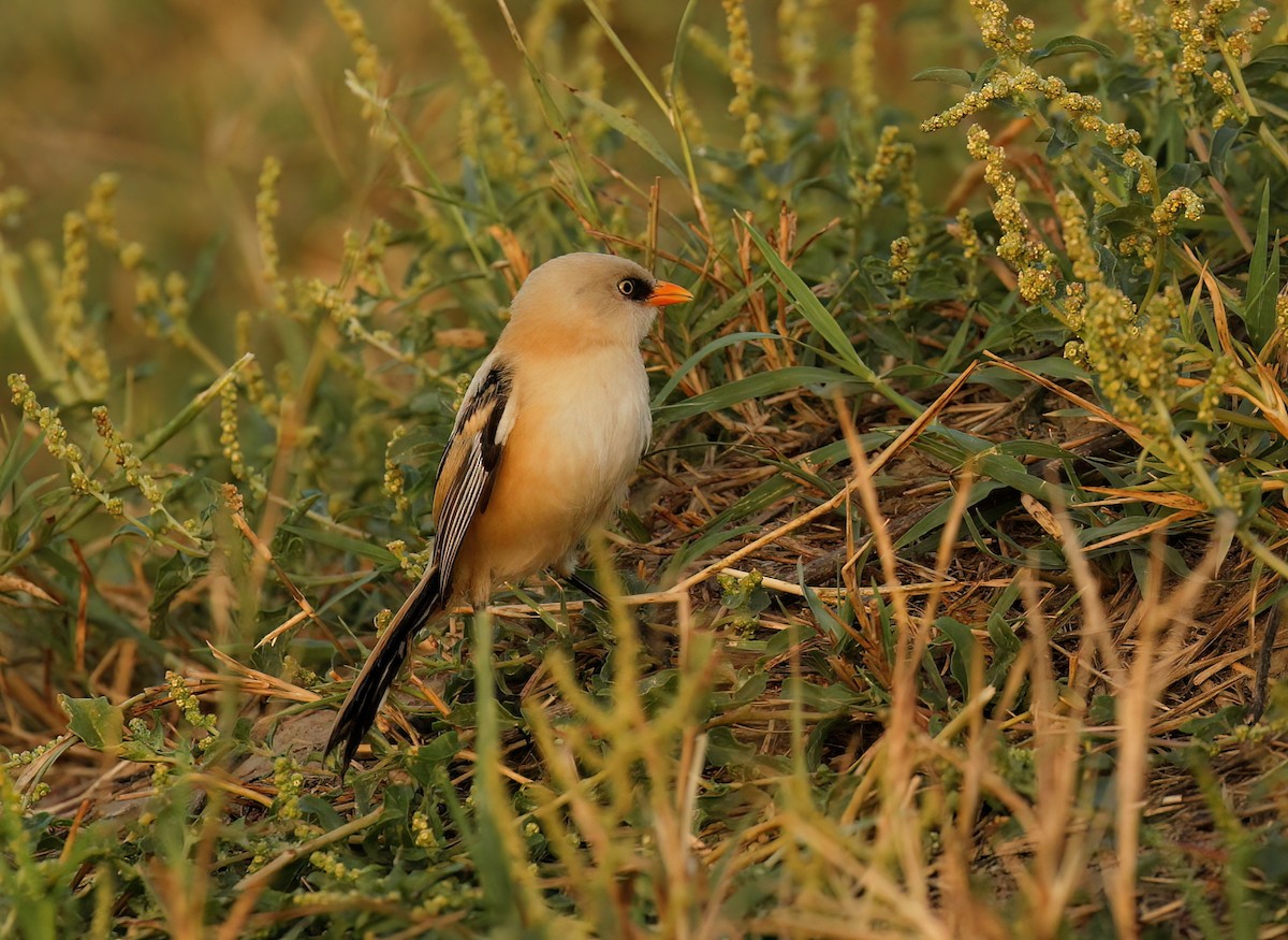 Bearded Reedling - ML608473431