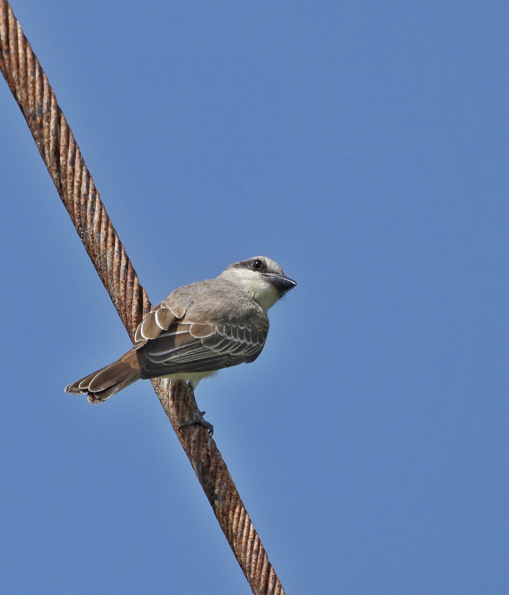 Gray Kingbird - ML608473438