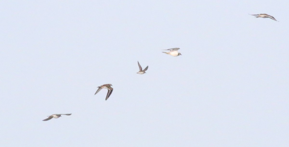 Killdeer - ML608473454