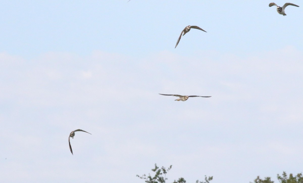 Killdeer - ML608473506