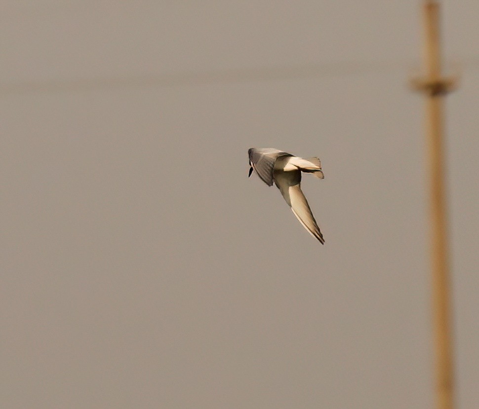 Whiskered Tern - James Sherwonit