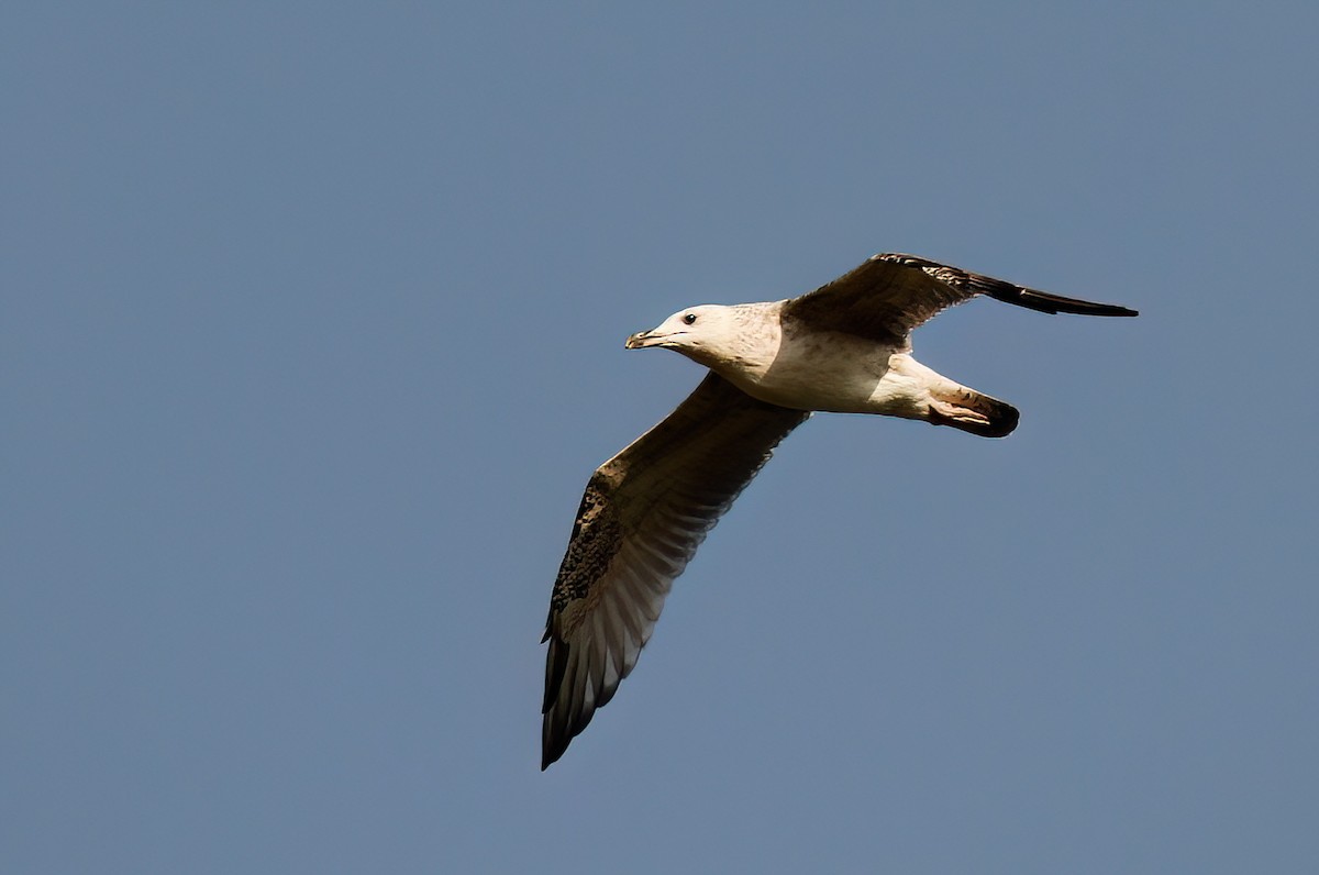 Caspian Gull - James Sherwonit