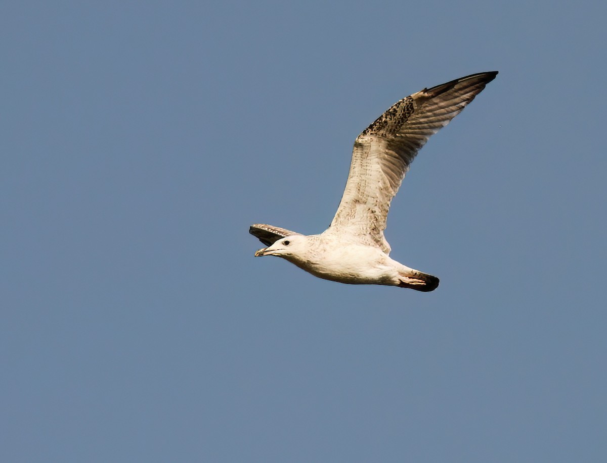 Caspian Gull - ML608473564