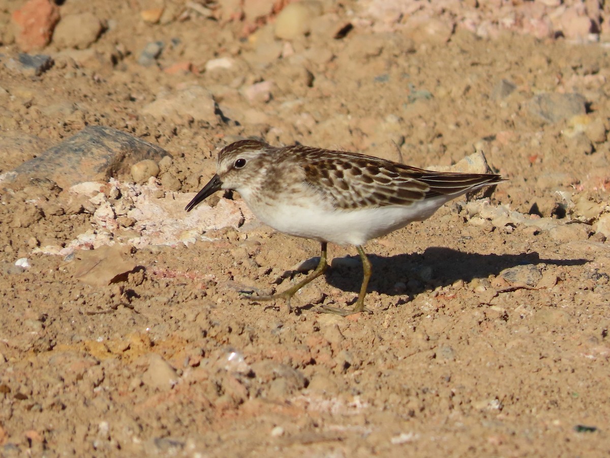 Least Sandpiper - Michelle Browning