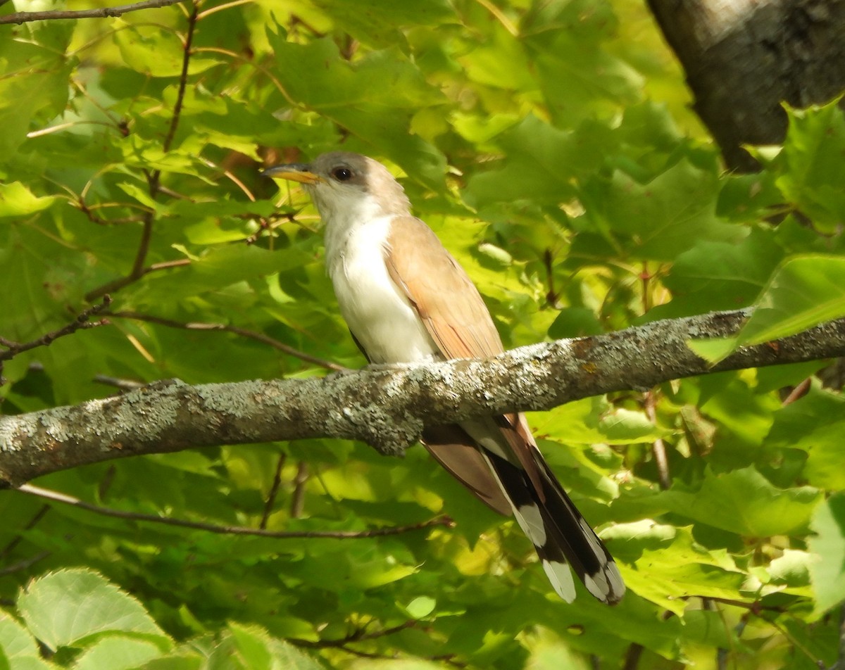 Yellow-billed Cuckoo - ML608473651