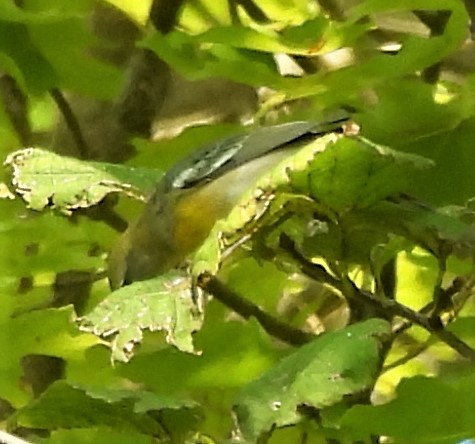 Northern Parula - ML608473714