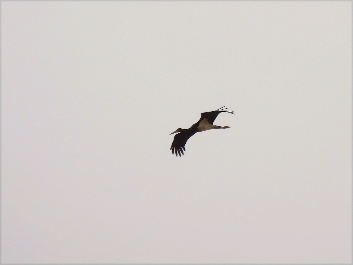 Black Stork - ML608473789