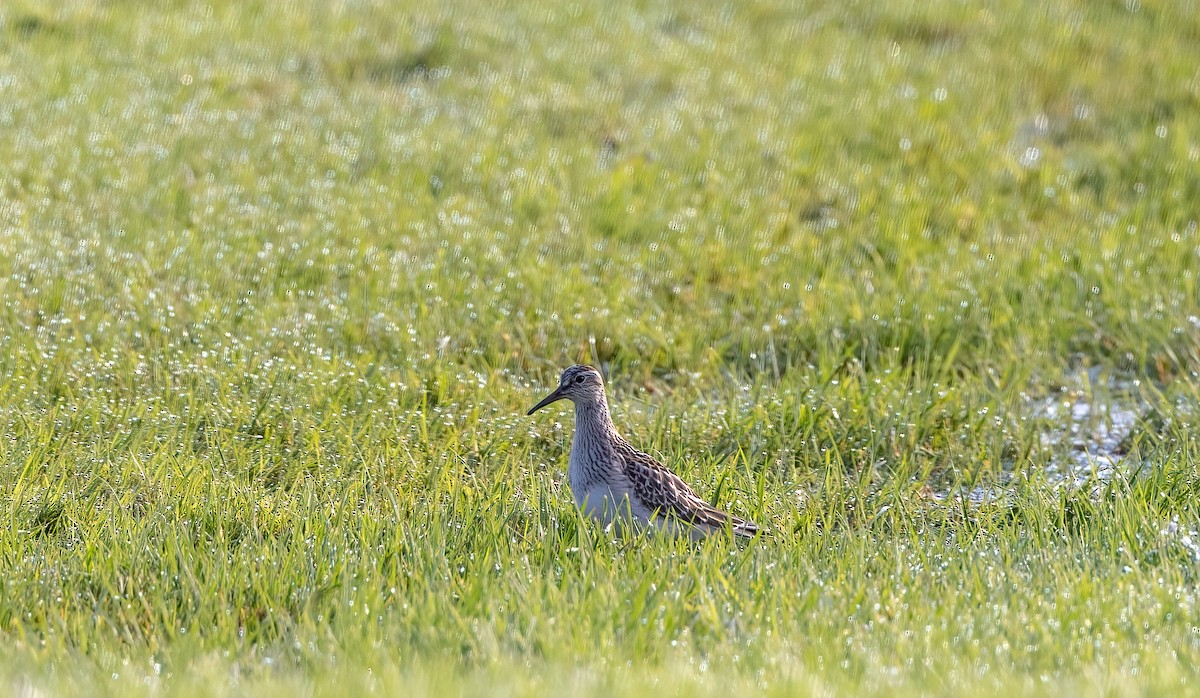 Pectoral Sandpiper - ML608473883