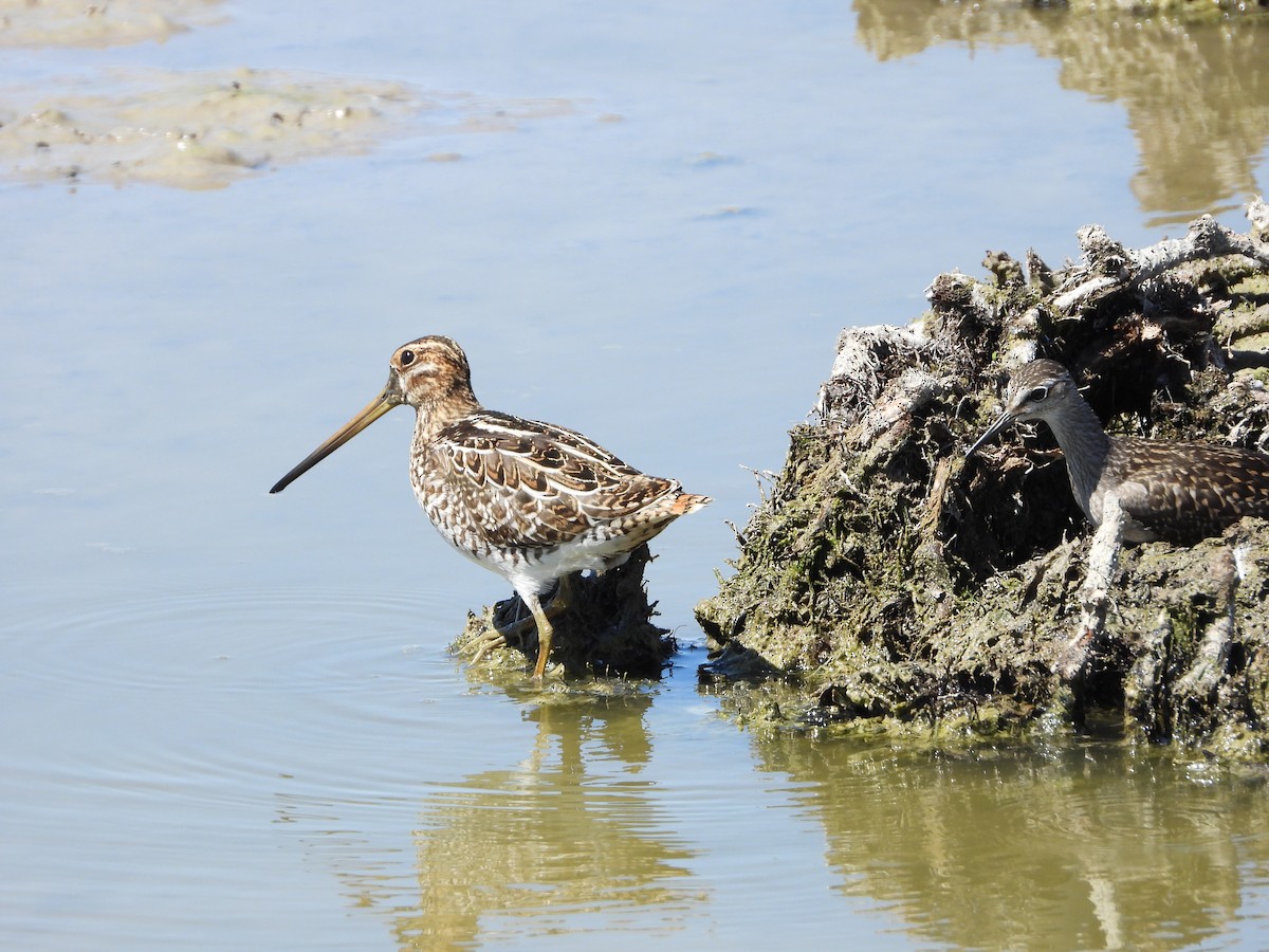 Common Snipe - ML608473926