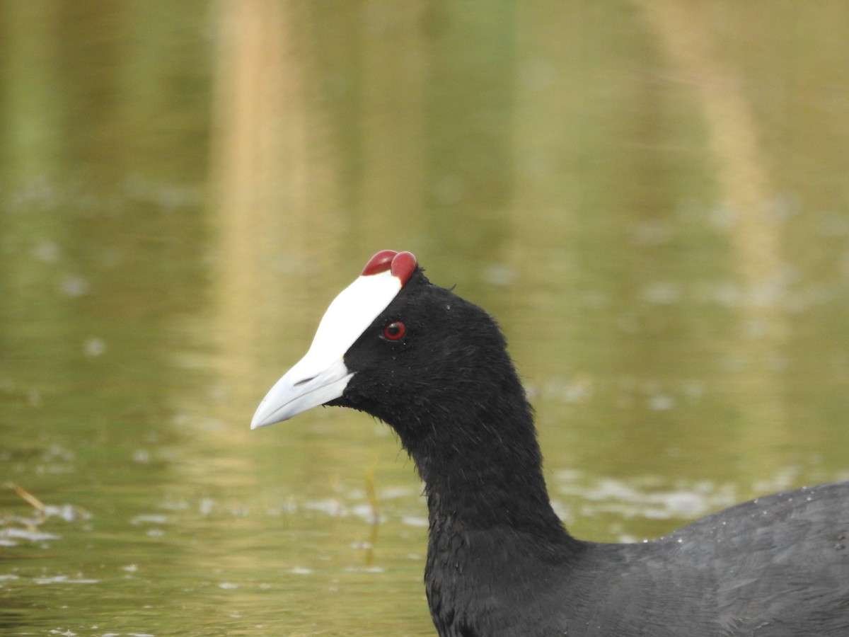 Red-knobbed Coot - ML608474067