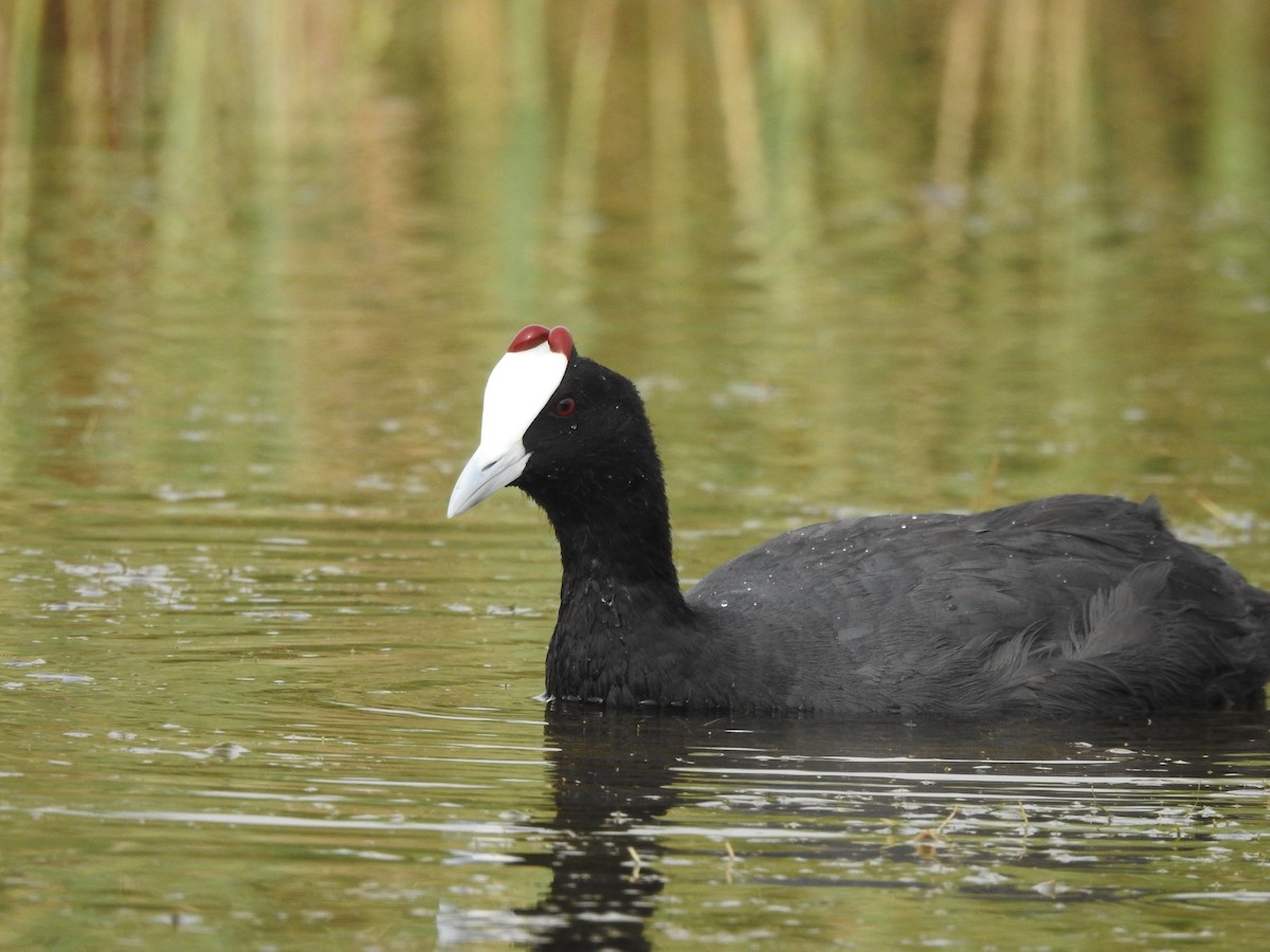 Red-knobbed Coot - ML608474068