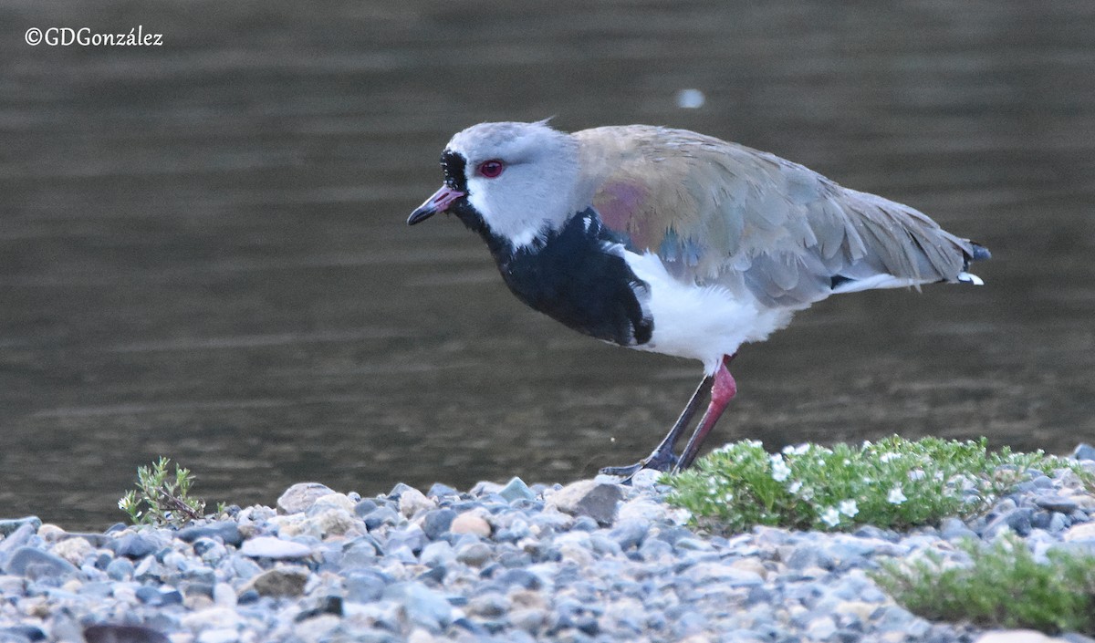 Southern Lapwing - ML608474099