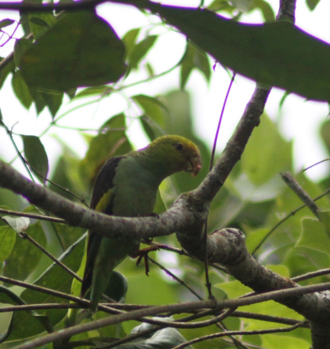 Lilac-tailed Parrotlet - ML608474104